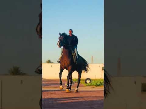 تفرج ومتع عينك خيل تبارك الله اكسبلور العراق أحمد أبوكيل سوريا مصر   