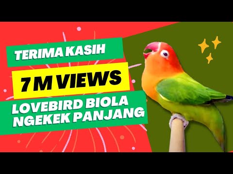 Lovebird Ngekek Biola Panjang Youtube Gambar Nyeklek