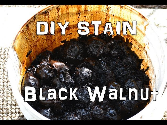 Black Walnut Stain