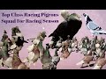 Durrani loft quetta  pakistan racing pigeons  pets valley  racer kabutar