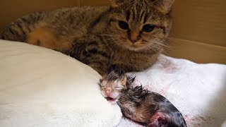 Here's Lili the cat giving birth to her second litter of kittens.