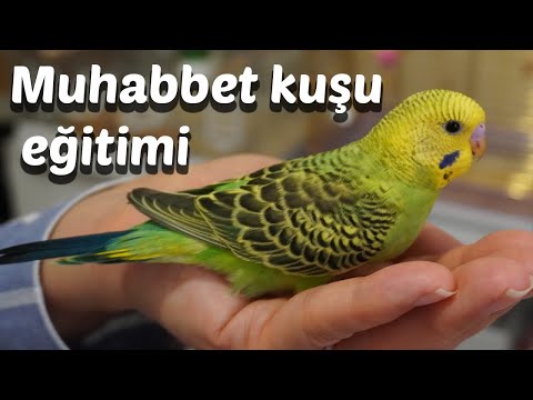 Video: Platy Balığı Bakımı: 9 Adım (Resimlerle)