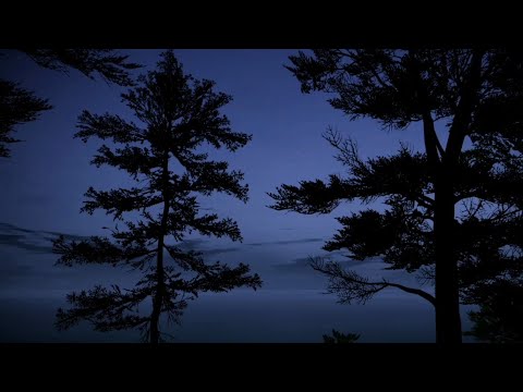 فيديو للتصميم شجر ليل هدوء Background Video