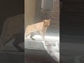 انت ازاي تجرحني Shorts انت ازاي تجرحني Shorts