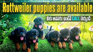 Rottweiler puppies are available 🤯😊 by Pet's TV Telugu 3,824 views 1 year ago 3 minutes, 57 seconds
