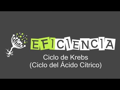 Video: ¿Cuáles son los cuatro productos del ciclo del ácido cítrico?