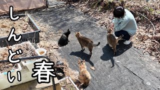 Living in the countryside in Hokkaido with my dog and cat/Days when I’m not feeling well by 犬と猫と小さな家   Country Life in Hokkaido 3,442 views 1 month ago 10 minutes, 47 seconds