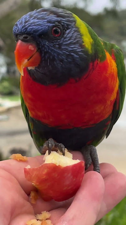 Up close with a living rainbow…