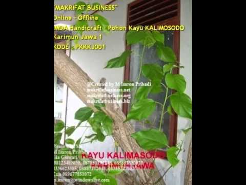 JUAL BELI Kayu  KALIMOSODO Karimun Jawa 1 YouTube