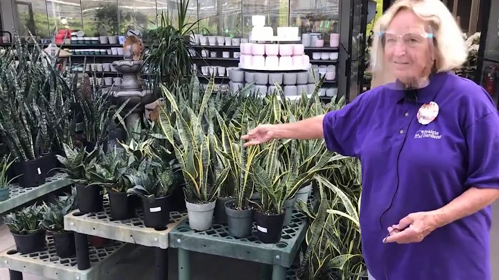 New Houseplant Shipment! Tour the PG Greenhouse with MaryAnn