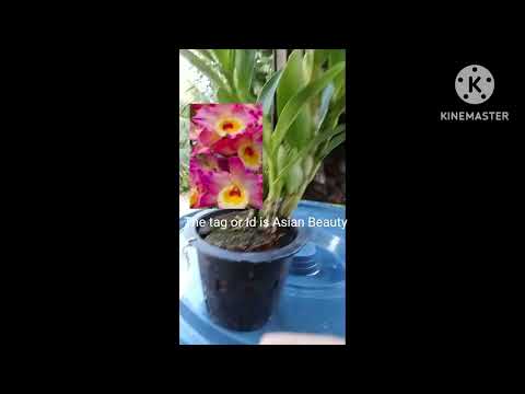 DENDROBIUM NOBILE; ASIAN