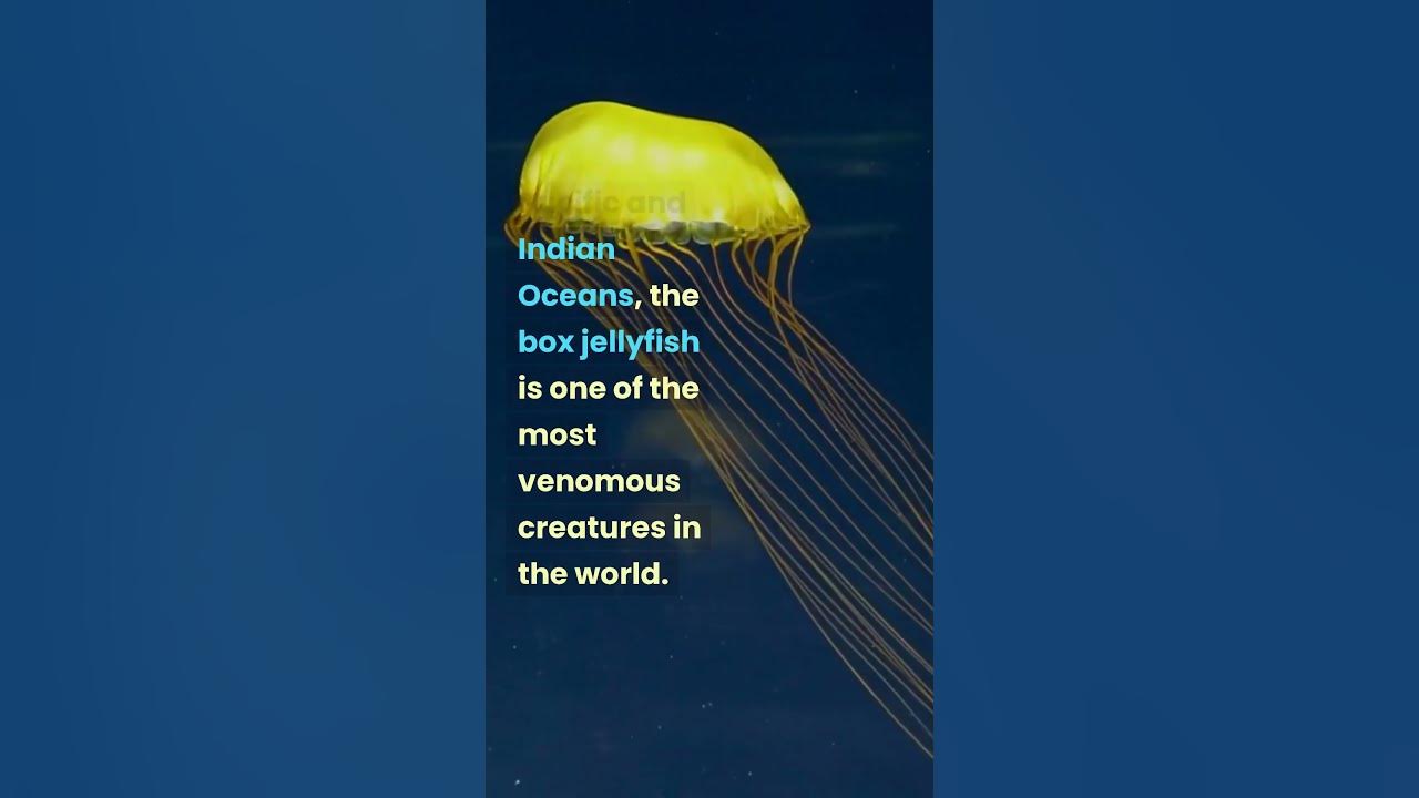 Box jellyfish most venomous YouTube