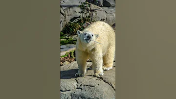 الدب القطبي Sound The Bear The Polar Animals 