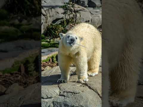 الدب القطبي Sound The Bear The Polar Animals