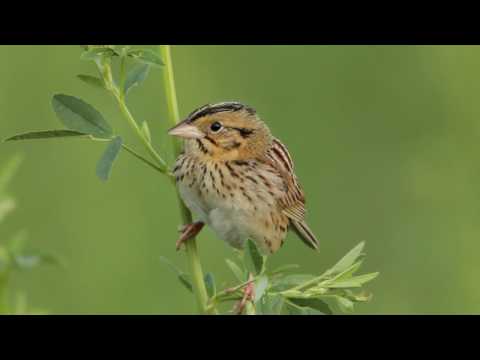 Henslow's Sparrow