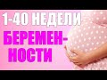 Беременность по неделям от зачатия до рождения.1-40 неделя беременности.