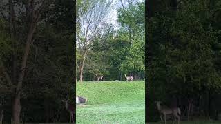 #deerfield #nature #deerrun #lifeisbutadream Deer run swiftly
