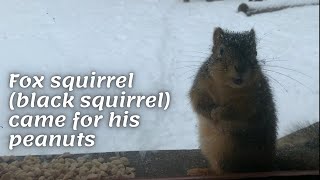 Fox squirrel (black squirrel) came for his peanuts