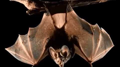 BÀI 49: BỘ DƠI, CÁ VOI