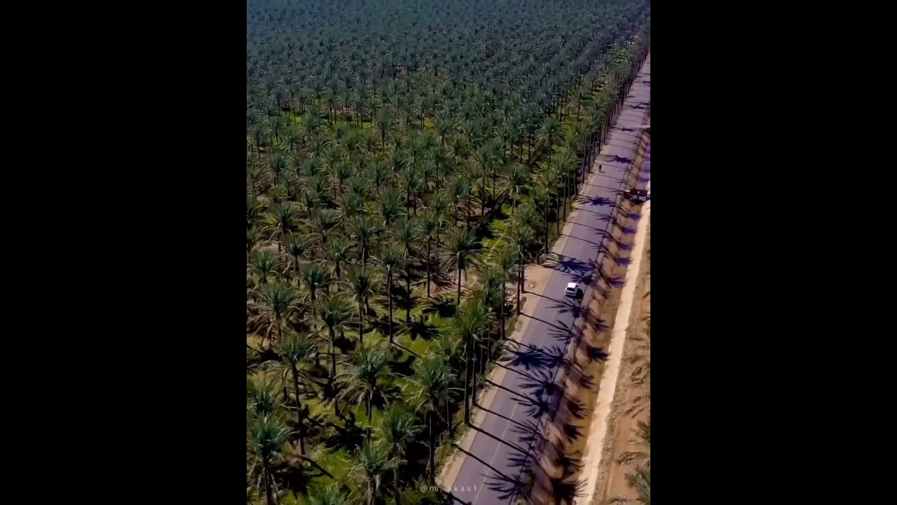 Looking for a date in Bushehr