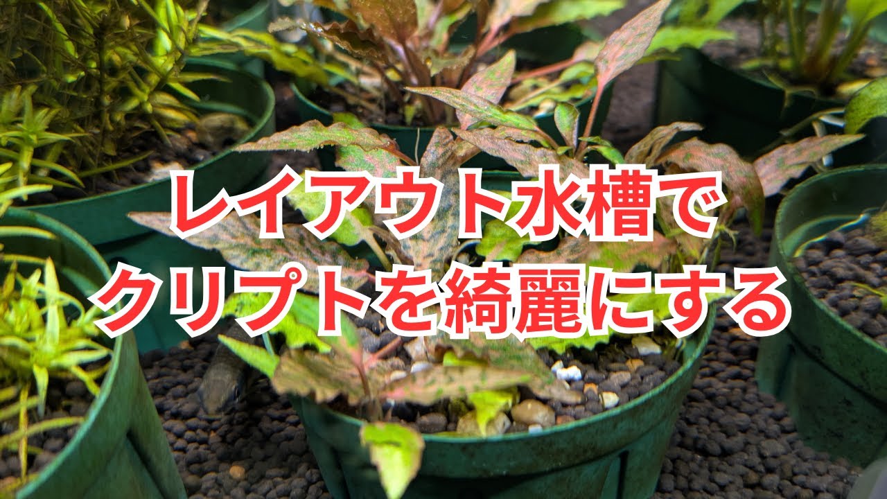 Tips for beautifully growing Cryptocoryne in a layout aquarium
