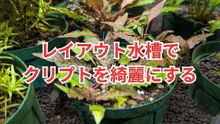 Tips for beautifully growing Cryptocoryne in a layout aquarium
