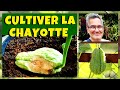 Christophine  cultiver la chayotte ou chouchou