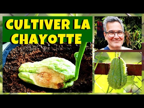 Vidéo: Chayotte