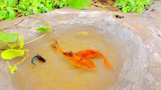 Catch Unique Little Frogs | Catching And Finding A Lot Of Beautiful Baby Koi Fish, Angel Fish#148