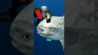Meet the Dumbest Fish in the Ocean — It Barely Moves!