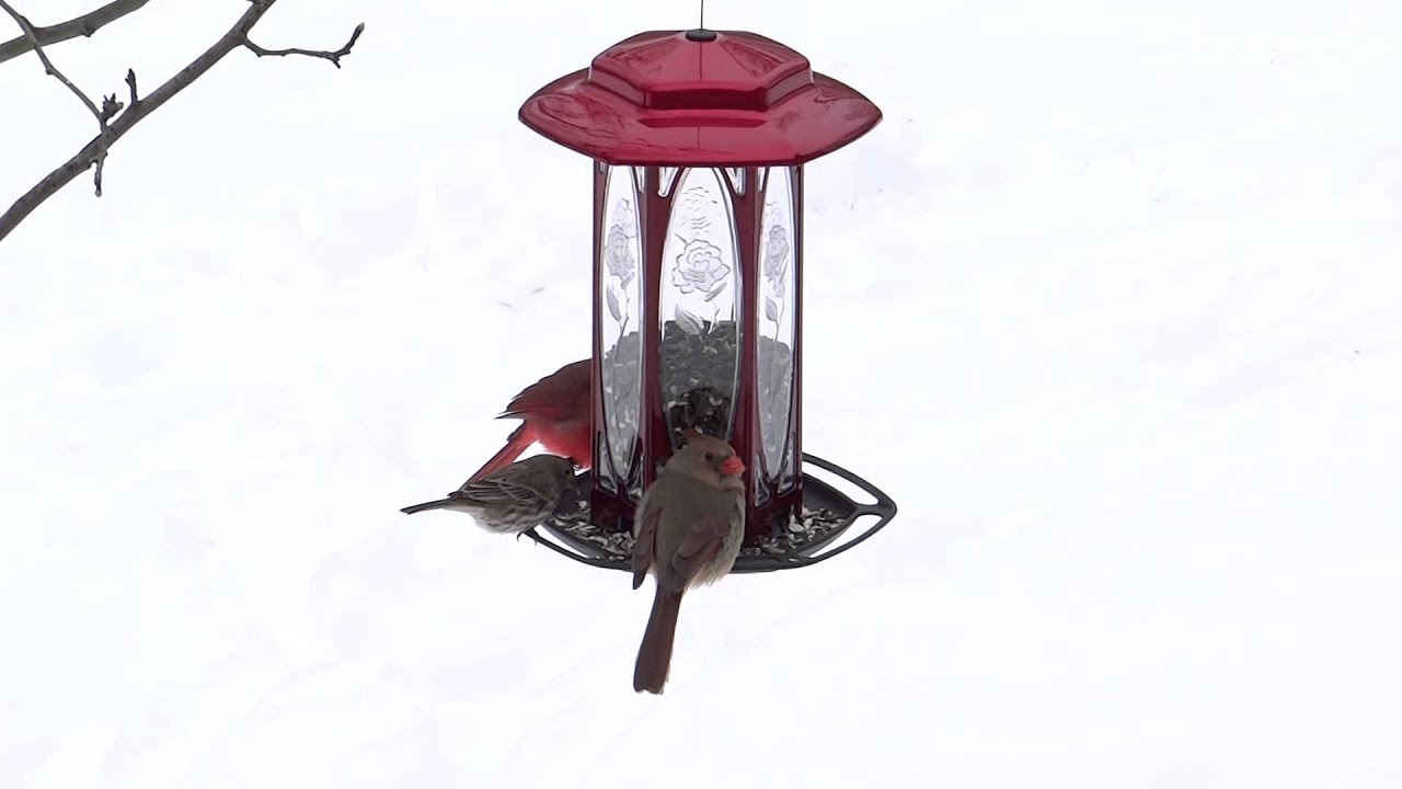 camera iphone 8 plus apk Scarlet Rose Songbird Feeder