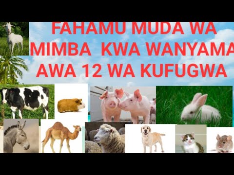 Video: Njia 3 za Kufuga Mbuzi