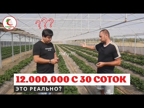 12.000.000 тенге с 30-ти соток в открытом грунте с одной волны? Это реально?