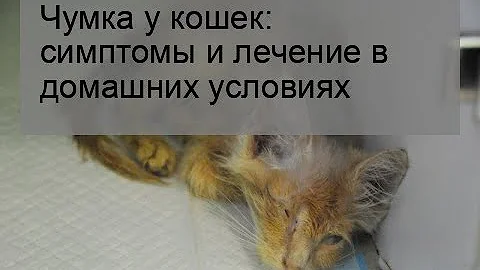 Чумка у кошек: симптомы и лечение в домашних условиях