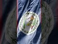 🇧🇿 Belize Flag: A Tropical Gem of Independence! #Belize
