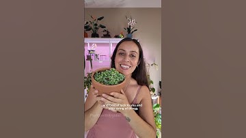 Stressed about your String of plants? Let me help! #stringofpearls #stringofhearts #planttips