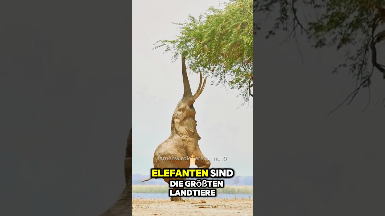 Sie werden von der Intelligenz dieser Tiere überrascht sein!!