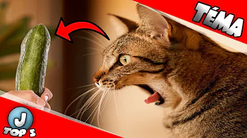 Proč se kočky bojí hada?