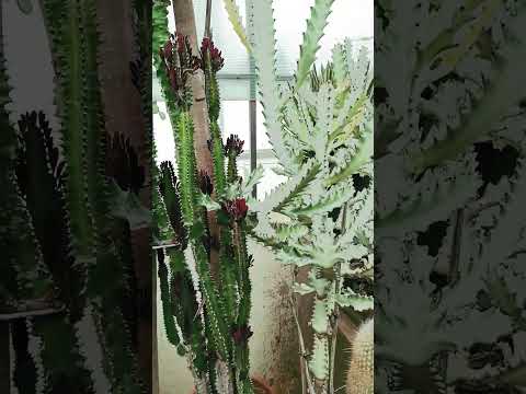 Video: Hniloba stonky kaktusu Candelabra: Ošetrenie hniloby stonky na kaktuse Candelabra