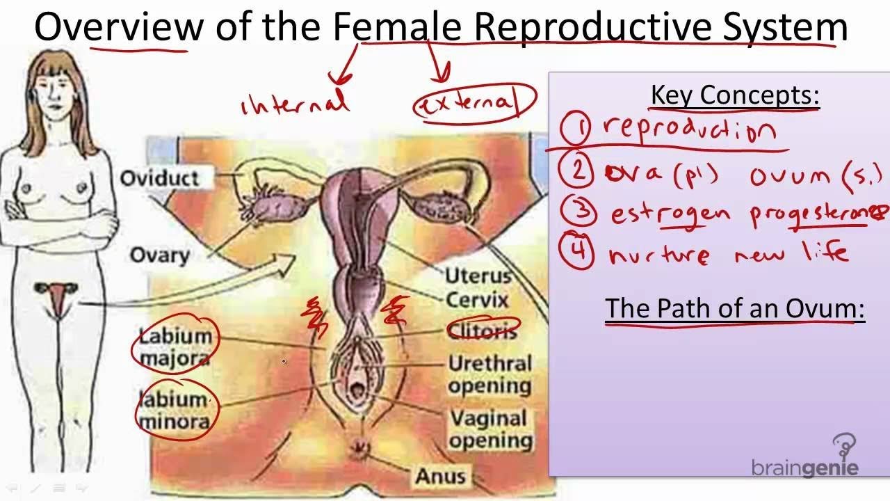 Female Reproductive System in Hindi - YouTube