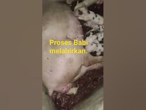 Proses babi melahirkan anaknya - YouTube