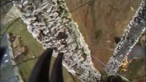 High-Line Tie In for a spongy, dead, oak tree removal, by Arbor-X Inc, by theXman.