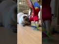 Red Parrot vs the Cat #cat #funny #cutecat