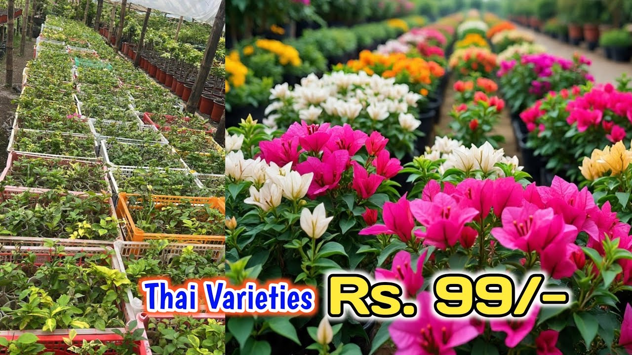 कागज़ के फूलों से भरा बगीचा | Wholesale plant Market Bougainvillea flower | Plant market in India