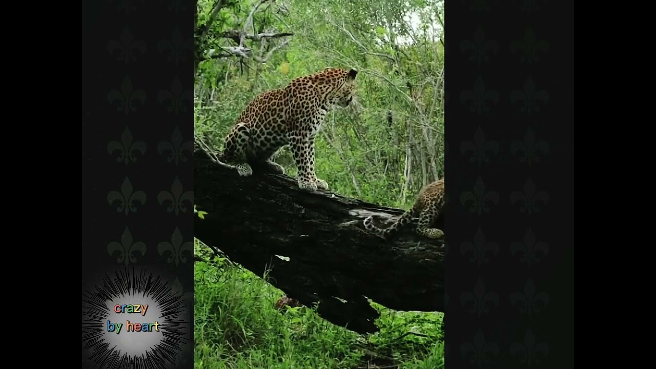 The beauty of nature with charming videos and sound |relaxation point | soothing