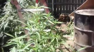 September 20th 2012 Outdoor Grow 2 update garden walk through Bluedream