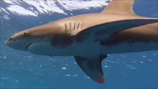 Encounters with Oceanic Whitetip Sharks (Carcharhinus longimanus)