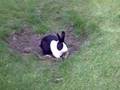 Dutch Rabbit in Garden