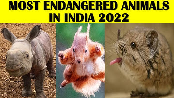 Critically Endangered Animals In India 2022| Critically Endangered Species In India 2022| endangered