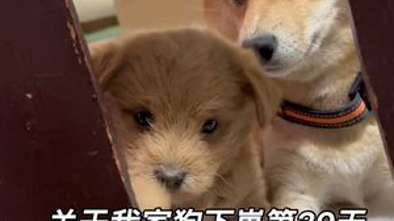 关于我家后下崽的第39天，今天给小舞和来财分别做了体内外驱虫，也不知道现在做早不早呢？大家给点建议？😘😘 #柴犬 #狗狗 #萌宠 #傻狗子 @抖音创作灵感